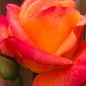 Meet your Posher, Alison